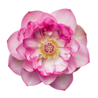 ai genererad klar rosa lotus blomma ClipArt png