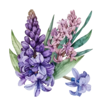 AI generated Subtle Watercolor Hyacinth Flower Clipart Design png