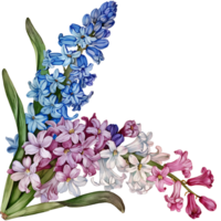 AI generated Dreamy Watercolor Hyacinth Illustration png
