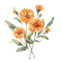 AI generated Lush Calendula Blossom in Watercolor png