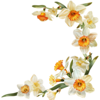 AI generated Graceful Daffodil Blossoms in Watercolor png