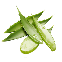 AI generated Isolated Aloe Vera Wellness Element, Perfect for Comprehensive Graphic Solutions png