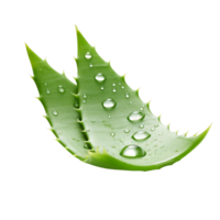 AI generated Transparent Aloe Vera, Adding a Refreshing Green Element to Graphic Compositions png