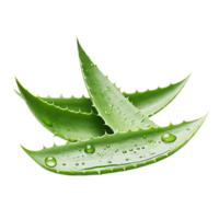 ai genererad aloe vera extraherad på transparent, underlättande lätt grafisk integration png