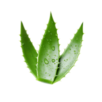 AI generated Clear Background Healing Succulent, Ideal for Varied Health and Beauty Design Contexts png