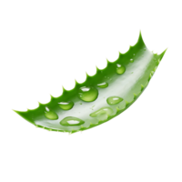 AI generated Transparent Background for Aloe Vera, Providing Maximum Design Flexibility png