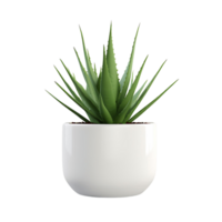 AI generated Isolated Aloe Vera Plant for Natural Wellness Graphics png