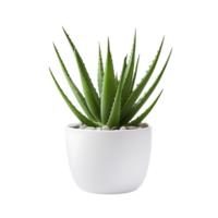 AI generated Healing Plant with No Background, Effortlessly Blending into Various Design Contexts png