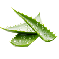 ai généré transparent guérison plante détail, mise en évidence le unique texture et les caractéristiques png