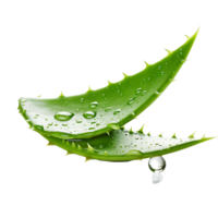 AI generated Clean Aloe Vera Cutout, Ensuring a Polished Appearance in Wellness Graphics png