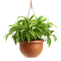 AI generated Hanging Plants in Terracotta Pots png