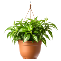 ai gegenereerd terracotta pot hangende planten natuurlijk decor png