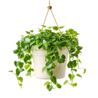 ai généré pendaison plante Frais décor pour intérieur les espaces dans blanc pot png