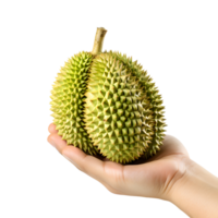 AI generated close up of hand holding ripe green durian png