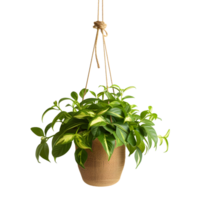 AI generated hanging plant in aesthetic brown knitted pot png