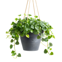 AI generated Hanging Plants in Black Pots, Rustic Charm png