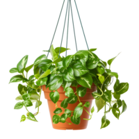 AI generated Hanging Plants in Terracotta Pots, Rustic Charm png