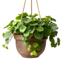 ai gegenereerd terracotta pot hangende tuin groen png