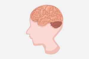 illustration of a human head and volume image of the brain. vector eps 10