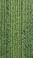 Corn field aerial video