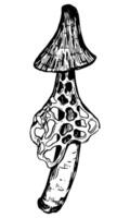 Poison mushroom. Abstract fungus in engraving style. Hand drawn vector sketch illustration. Single retro clipart isolated on white background.