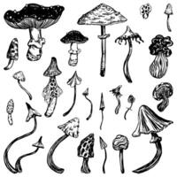 Collection of varied poisonous mushrooms. Abstract fungus set. Vector illustration in sketch style. Retro cliparts isolated on white background.