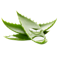 ai generiert Aloe vera ohne Ablenkungen, Herstellung es das zentral Fokus von Ihre Grafik png