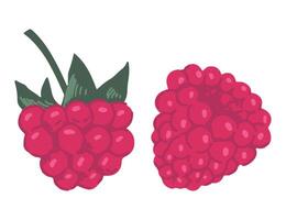 Collection of raspberry berries. Summer edible berry set. Cartoon vector botany illustration isolated on white background.