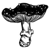 veneno seta amanita muscaria mosca agárico, hongo en grabado estilo. soltero retro clipart aislado en blanco antecedentes. mano dibujado vector bosquejo ilustración.