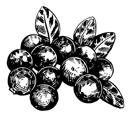 Cranberry berries clipart. Summer edible harvest. Hand drawn vector botany illustration. Retro engraving style drawing isolated on white background.