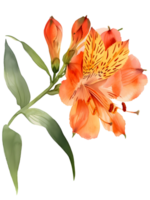 AI generated Alstroemeria Peruvian Lily flower Minimal watercolor on white background png