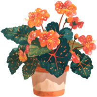 AI generated painted leaf begonia that thrives in a pot which is a decoration in a restaurant with a garden concept png