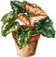 AI generated painted leaf begonia that thrives in a pot which is a decoration in a restaurant with a garden concept png