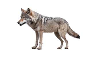 ai généré gris Loup isolé sur transparent Contexte png