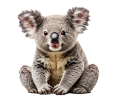 ai genererad koala isolerat på transparent bakgrund png