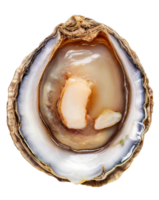 AI generated Raw abalones isolated on transparent background png