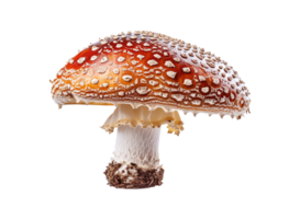 AI generated Amanita muscaria Fly Agaric mushroom with a red cap PNG cutout isolated on transparent background, graphic resource