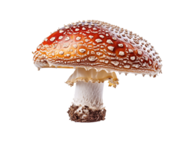 AI generated Amanita muscaria Fly Agaric mushroom with a red cap PNG cutout isolated on transparent background, graphic resource