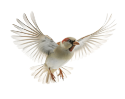 AI generated Flying sparrow bird with spread wings PNG cutout isolated on transparent background, graphic resource