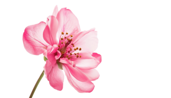 AI generated Pink cherry blossom sakura flower isolated on transparent background, PNG cutout graphic resource