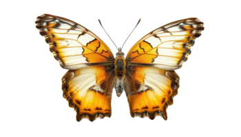 AI generated Tropical orange, white and black butterfly PNG cutout isolated on transparent background, graphic resource