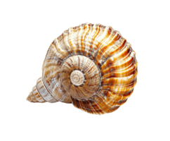 AI generated Ornate sea shell PNG isolated on transparent background, graphic resource