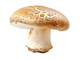 AI generated Boletus mushroom with a red cap PNG cutout isolated on transparent background, graphic resource