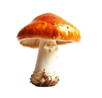 AI generated Amanita muscaria mushroom with a red cap isolated on transparent background, PNG cutout graphic resource