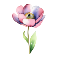 ai generado hermosa peonía, acuarela ilustración. Clásico floreciente flor con un provenir, suave rosa-violeta pétalos, verde hojas. rústico planta, botánico clipart. para tarjetas, invitaciones, web png