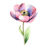 ai gegenereerd mooi pioen, waterverf illustratie. wijnoogst bloeiend bloem met een stang, zacht roze-violet bloemblaadjes, groen bladeren. rustiek plant, botanisch clip art. voor kaarten, uitnodigingen, web png