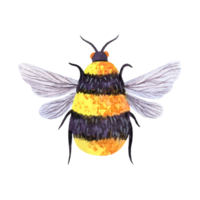 Honey bee watercolor illustration. Cute fluffy bumblebee close-up, top view. Tiny striped animal with wings, fur with pollen. Hand drawn colorful clipart png