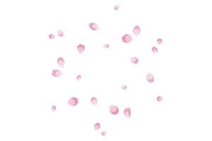 Background of flying pink rose petals. Vector illustration for cover, banner, poster, card, web and packaging.