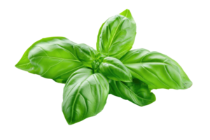 AI generated Fresh Basil Twigs Isolated on Transparent Background png