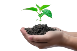 AI generated Hand holding young plant growing isolated transparent background png